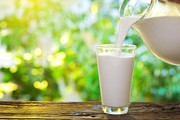Прибутковість молока знизилась через корми
