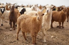 Україна експортуватиме дрібну рогату худобу до Кувейту