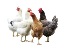 Україна займає 15 місце у світовому виробництві курятини