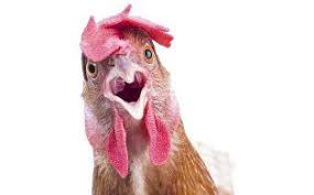 Украина снизит производство курятины в 2021 г. — прогноз
