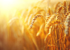 У світі зберуть рекордний урожай пшениці - прогнози USDA