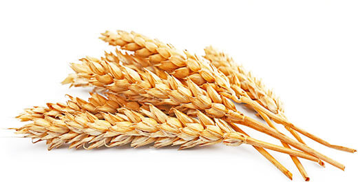 Аналітики USDA значно підвищили прогноз світового виробництва пшениці в 2021/22 МР