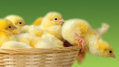 У 2020 році світове виробництво м'яса птиці зросло на 1,3%