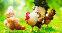 В Євросоюзі введуть заборону на утримування фермерських тварин у клітках