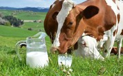 Частка виробництва молока у викидах парникових газів у світі сягає 2,2%