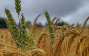 Вплив погодних умов на світові ринки зерна