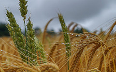 Вплив погодних умов на світові ринки зерна