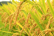 Прогноз світового виробництва рису