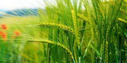 Україна все активніше експортує жито