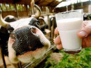 Виробництво молока: напруга зростає