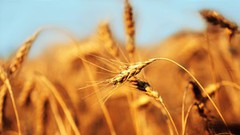 Запаси зернових скоротилися на 14%