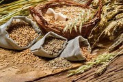 З України експортували 16,4 млн тонн пшениці
