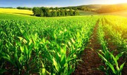 IGC підвищив прогноз світового виробництва та запасів кукурудзи в 2021/22 МР