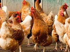 Україна повернула місце в трійці основних експортерів курятини до ЄС