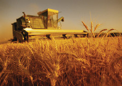 Україна здобула нові лідируючі позиції у рейтингах світових експортерів агропродовольчої продукції за 2020 рік, — ННЦ