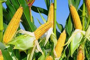 Через малі запаси та площі сівби ціни на кукурудзу виросли на 7%