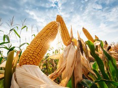 Фактичний експорт кукурудзи з України в 2021/22 МР може перевищити поточні оцінки USDA