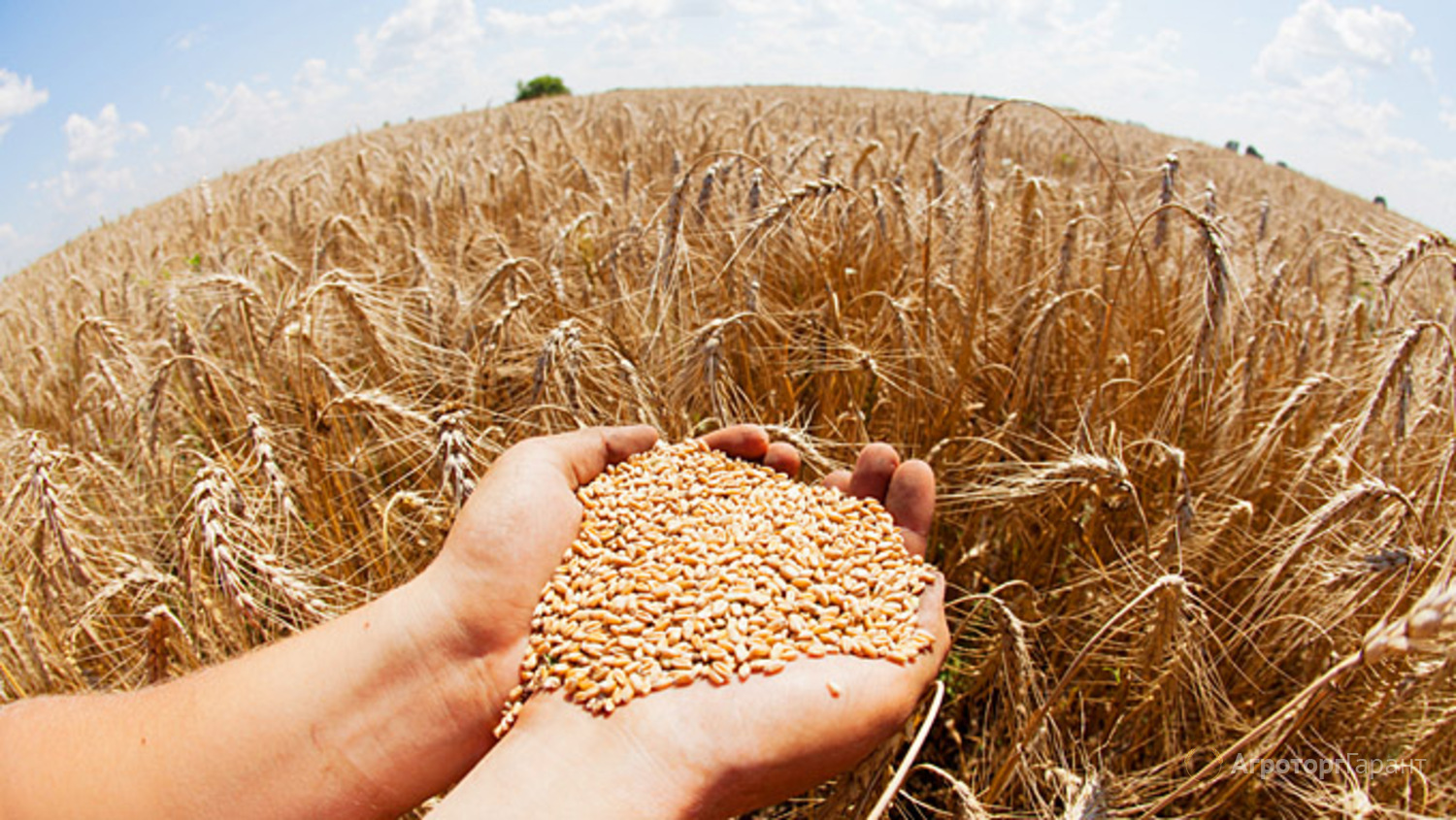 УЗА: Меморандум забезпечує репутацію України як надійного постачальника зерна на світових ринках