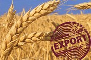 Озвучено, обсяг експорту зерна в Україні за перші п’ять днів сезону