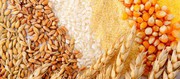 У новому сезоні Україна можливо досягне рекордного рівня виробництва та експорту зернових