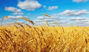 Спекотна погода прискорила дозрівання ранніх зернових в Україні