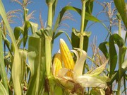 Після спекулятивного зростання котирування кукурудзи знижуються