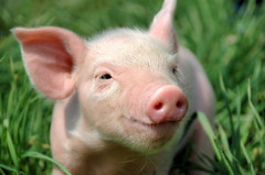 Експорт свинини збільшився на 61%