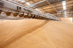 ДПЗКУ поновлює пільговий період на зберігання зернових та олійних культур