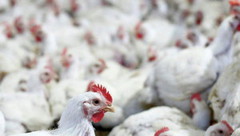 Виручка від експорту м'яса птиці зросла на 17,4%