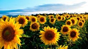 У травні 2020/21 МР Україна скоротила переробку соняшнику на 25%