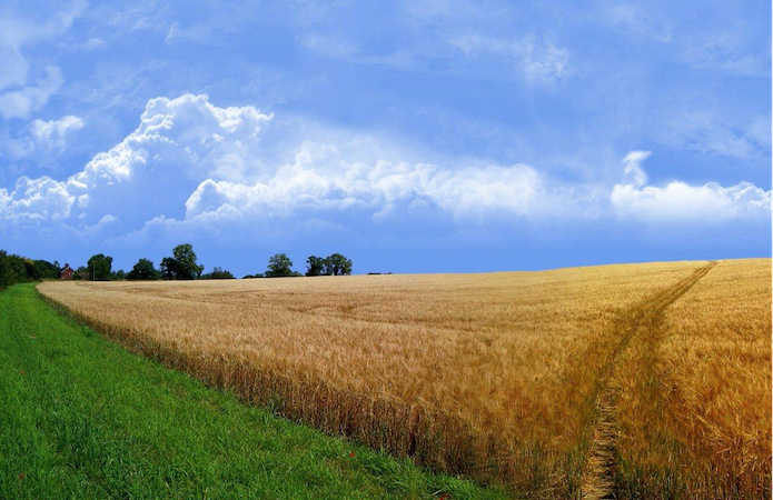 Синоптики прогнозують комфортні погодні умови для зернових