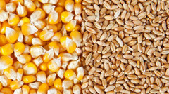 Темпи експорту пшениці та кукурудзи з України майже в 2 рази вищі за минулорічні