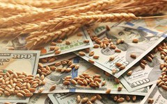Активізація імпортерів знизила темпи падіння цін на пшеницю