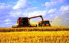 Вітчизняні аграрії намолотили перший мільйон тонн зерна нового врожаю