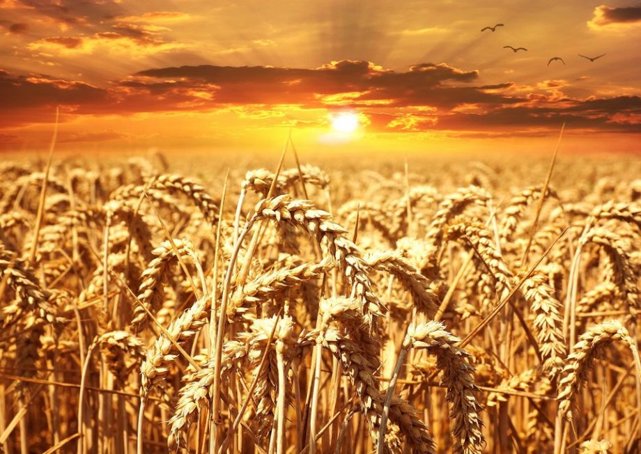 Україна намолотила перший мільйон тонн зерна нового врожаю