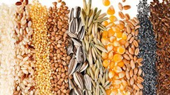 Експорт зернових нового врожаю перевищив 500 тисяч тонн