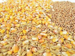 Зниження цін на кукурудзу впливає на ціни пшениці