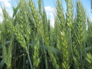 Погодні умови можуть призвести до зниження врожайності озимих зернових в Україні