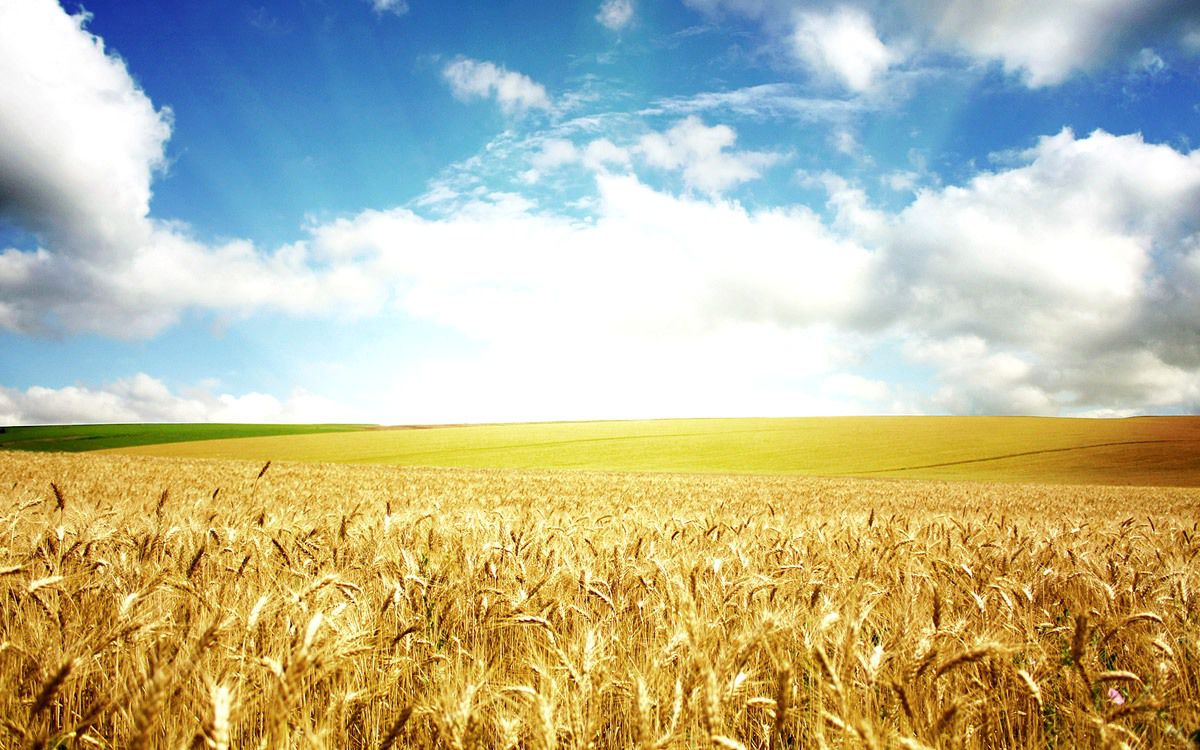 УкрАгроКонсалт підвищує прогноз врожаю ранніх зернових в Україні