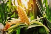 Ф'ючерси на кукурудзу знову ростуть на прогнозах посушливої погоди