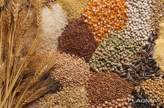 За першу половину липня Україна експортувала майже 1 млн тонн зерна