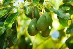 До 2030 року світове виробництво авокадо досягне 12 млн тонн - прогноз ФАО