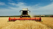 Названо регіони України із найвищою урожайністю пшениці