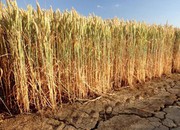 Зоною ризикованого землеробства у найближчі роки можуть стати 2/3 території України