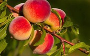 Українські фермери вирощують персики, а в продажу — імпортні