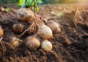 Дощі негативно позначилися на якості і ціні картоплі