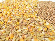 Україна активно експортує пшеницю, ячмінь та кукурудзу
