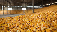 Експорт української кукурудзи досягнув 895 тис. тонн