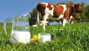 Надходження молока на переробні підприємства продовжує скорочуватись