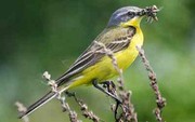За 30 років Земля втратила 75% загальної біомаси комах і почала втрачати птахів